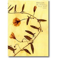 Luxemburg 2017 – Herbarium Postkartenset